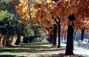 fall in bucharest
